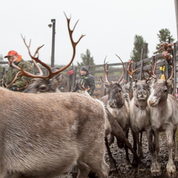 Reindeer separation, poroerotus Moitakuru, Ivalo 2022